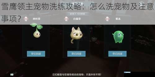 雪鹰领主宠物洗练攻略:怎么洗宠物及注意事项?