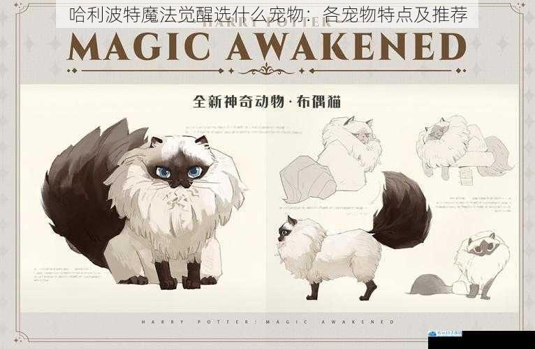哈利波特魔法觉醒选什么宠物:各宠物特点及推荐