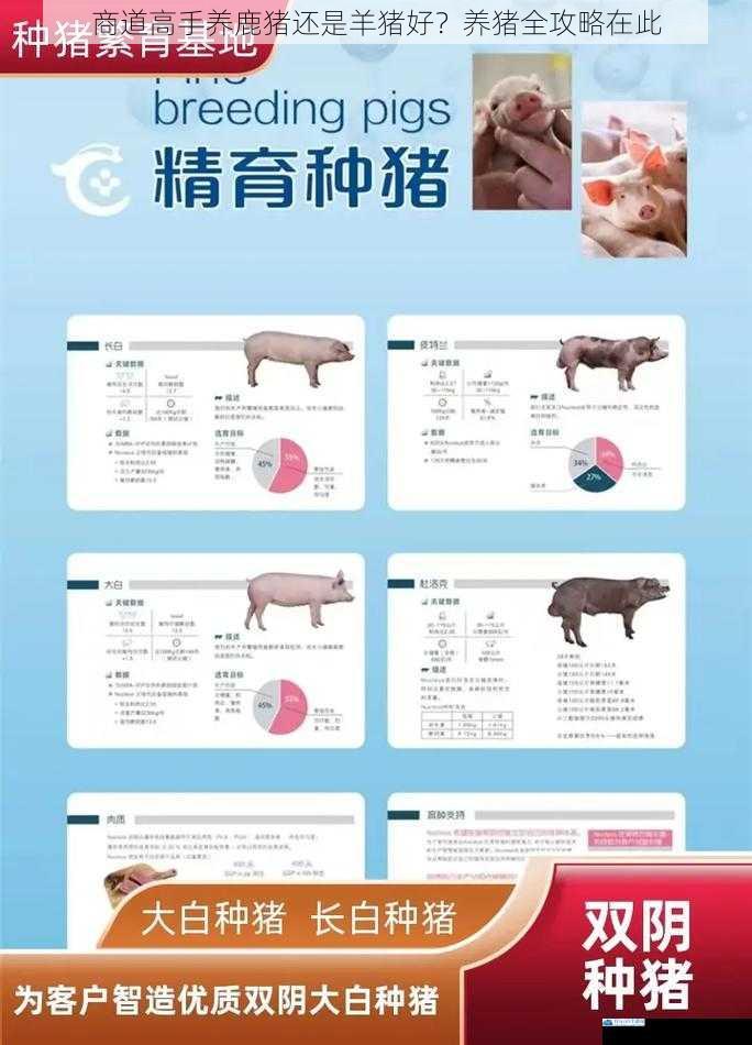 商道高手养鹿猪还是羊猪好?养猪全攻略在此