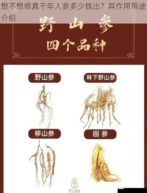 想不想修真千年人参多少钱出?其作用用途介绍