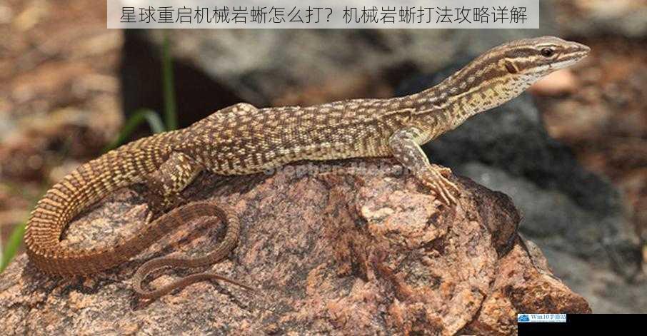 星球重启机械岩蜥怎么打?机械岩蜥打法攻略详解
