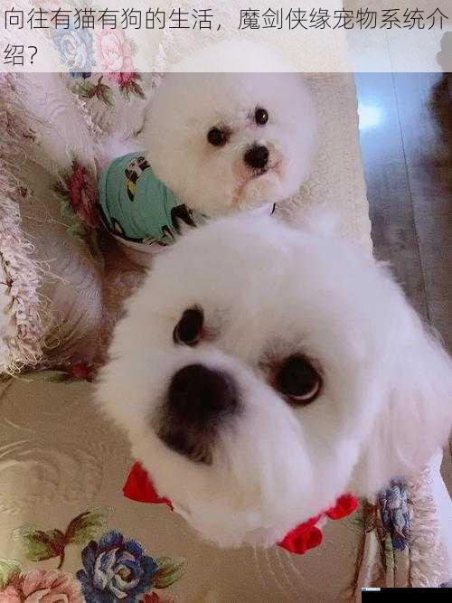 向往有猫有狗的生活,魔剑侠缘宠物系统介绍?