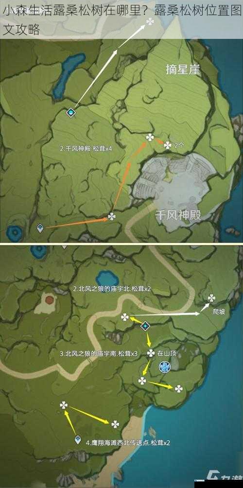 小森生活露桑松树在哪里?露桑松树位置图文攻略