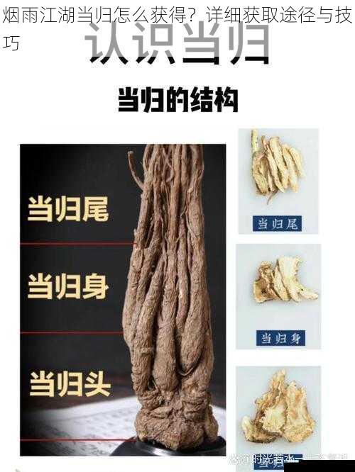 烟雨江湖当归怎么获得?详细获取途径与技巧