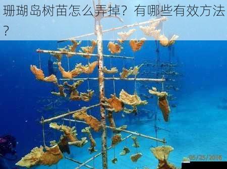 珊瑚岛树苗怎么弄掉?有哪些有效方法?