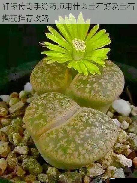 生命宝石