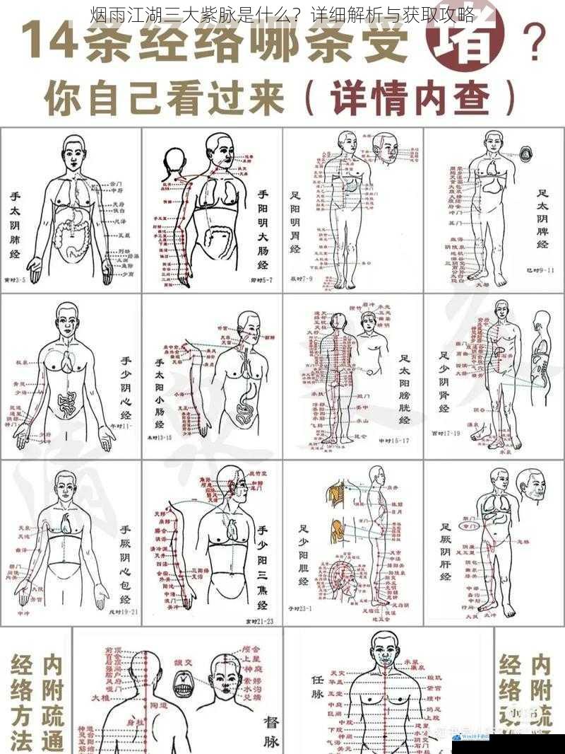 紫脉一:经脉系统
