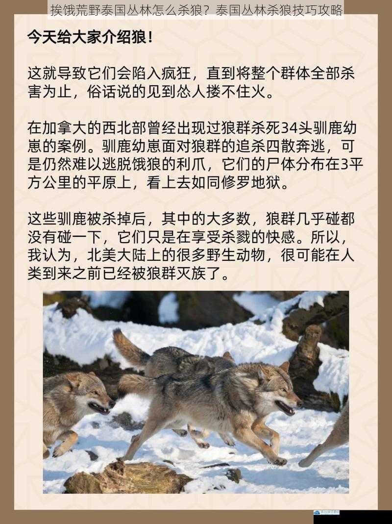 了解狼的习性