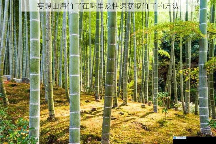 竹林分布