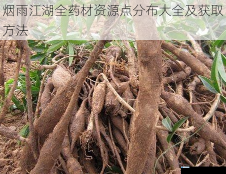 山林草药分布及获取
