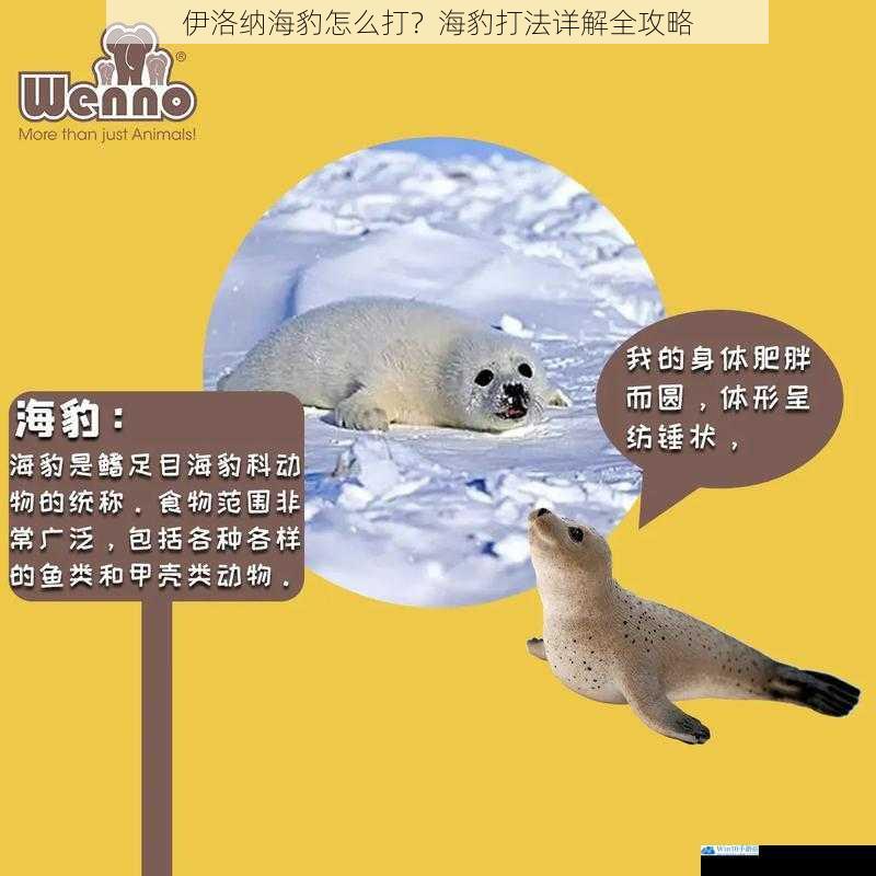了解海豹的属性与特点