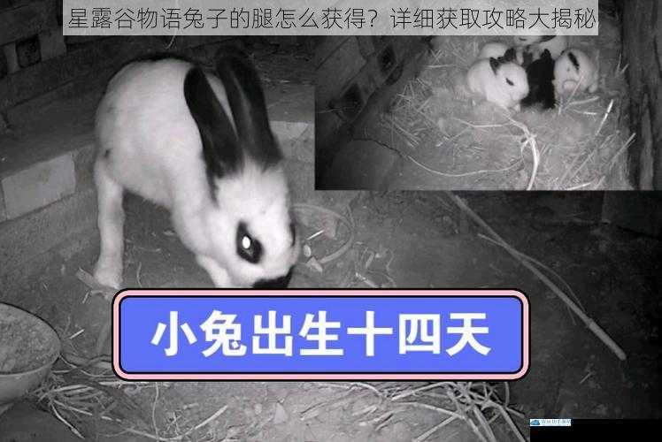 在兔子窝附近守候