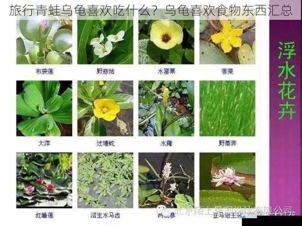 水生植物篇