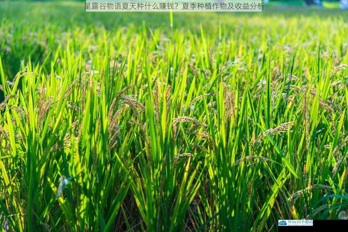 夏季作物种类及特点