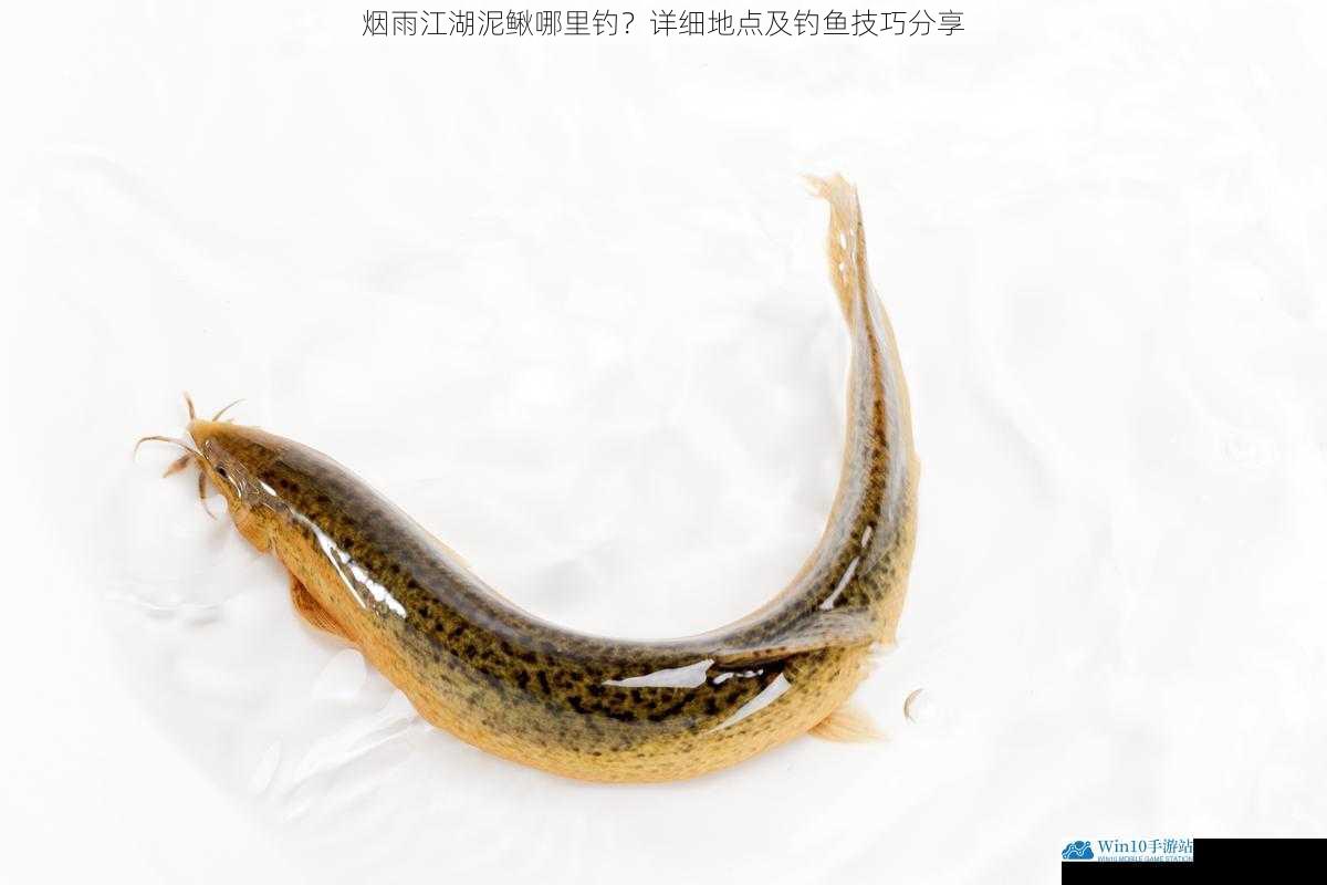 江河之畔:泥鳅的常见栖息之地