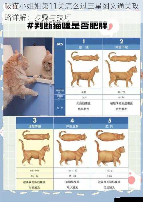猫咪位置与行动规律
