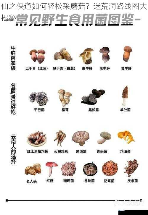 蘑菇分布规律