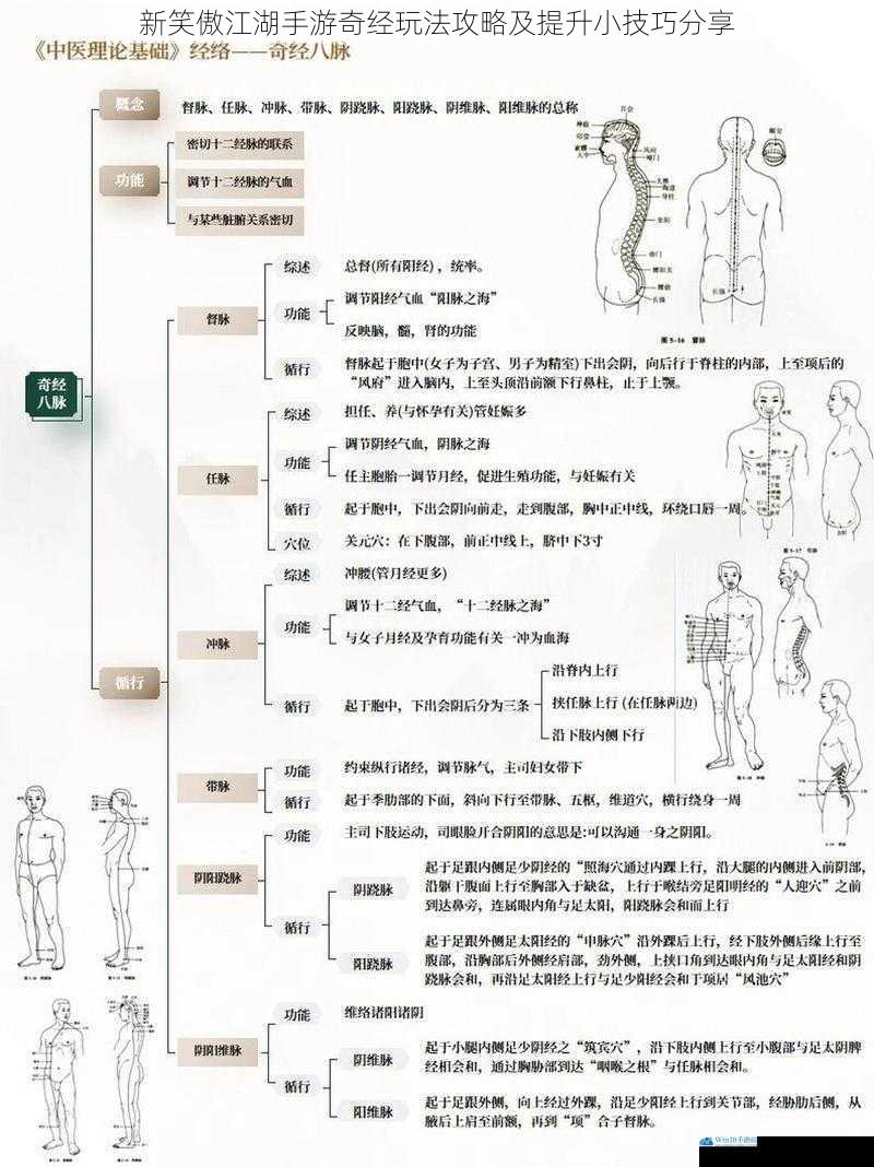 奇经系统概述