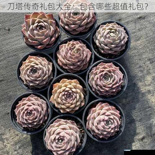 新手礼包