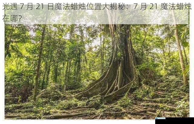 雨林区域