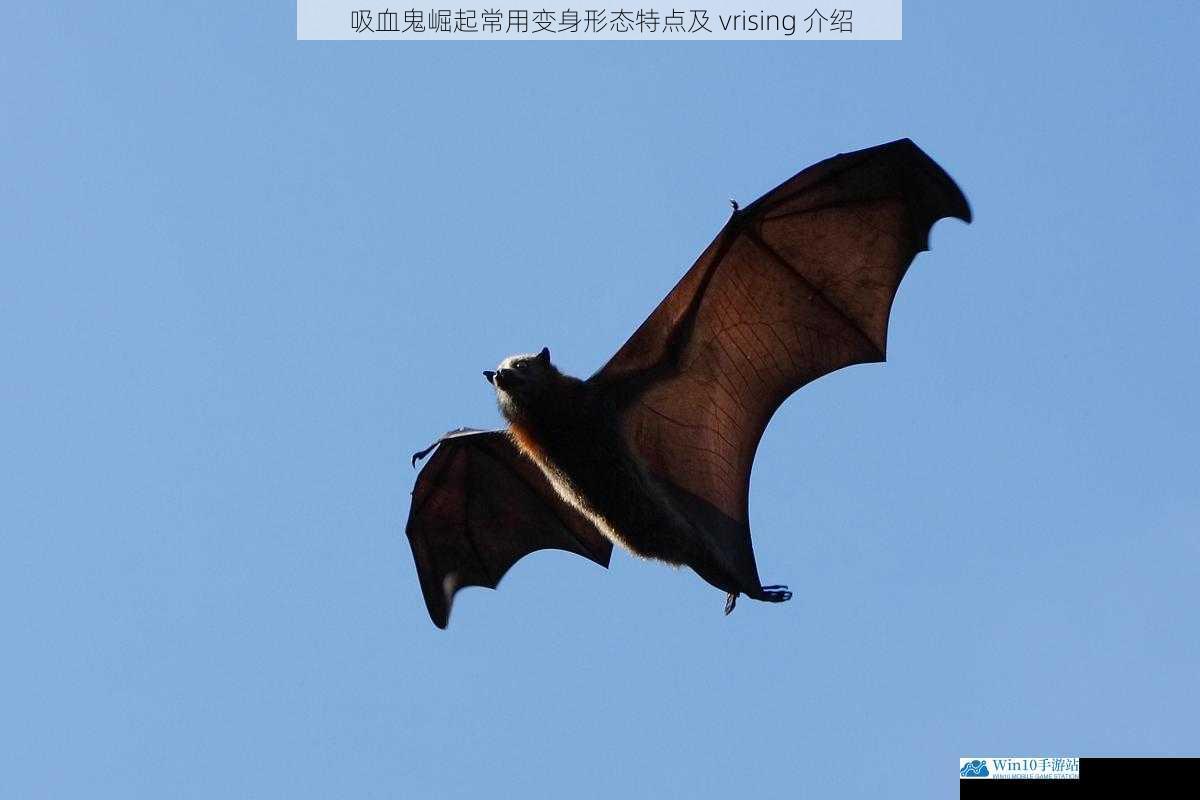 形态一:蝙蝠形态