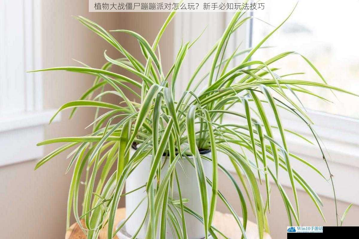 选择合适的植物