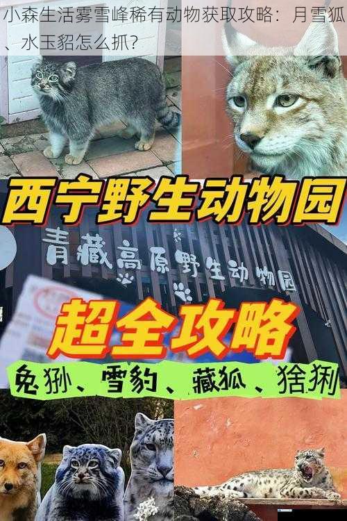 小森生活雾雪峰稀有动物获取攻略:月雪狐、水玉貂怎么抓?