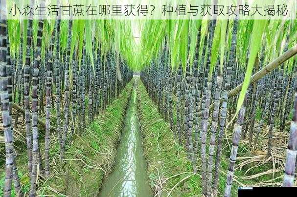 小森生活甘蔗在哪里获得?种植与获取攻略大揭秘