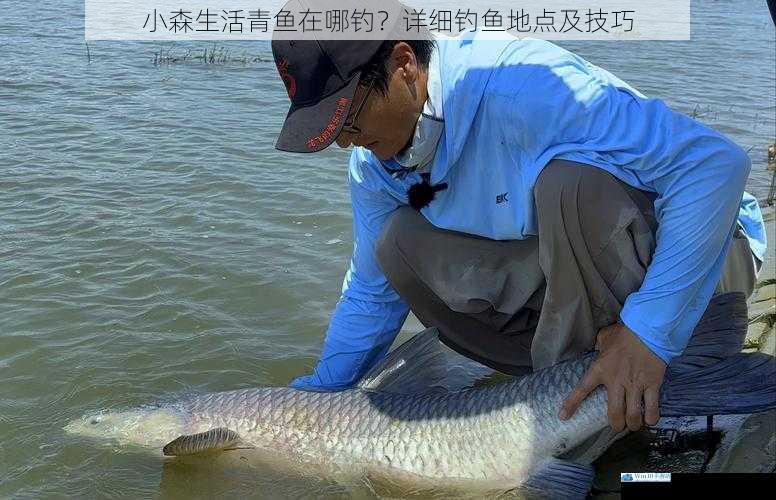 小森生活青鱼在哪钓?详细钓鱼地点及技巧