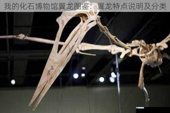 我的化石博物馆翼龙图鉴:翼龙特点说明及分类