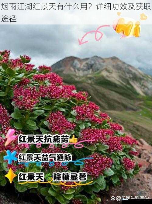 烟雨江湖红景天有什么用?详细功效及获取途径