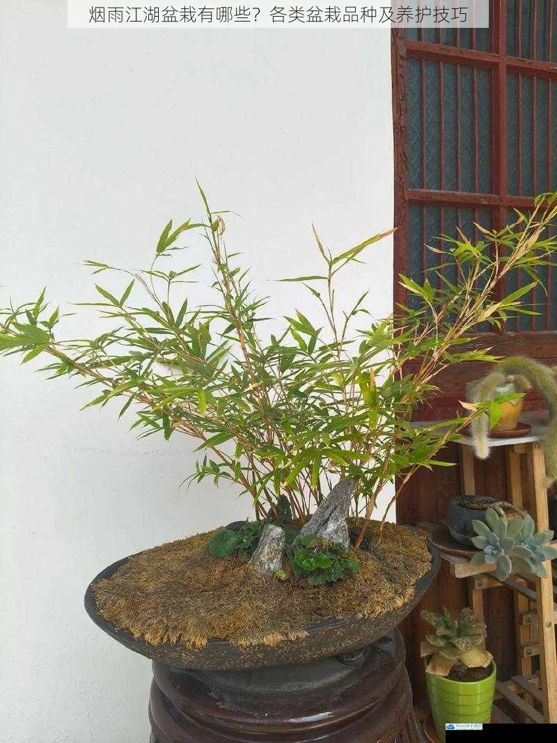 烟雨江湖盆栽有哪些?各类盆栽品种及养护技巧