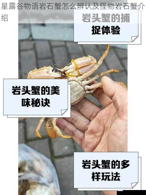 星露谷物语岩石蟹怎么辨认及怪物岩石蟹介绍