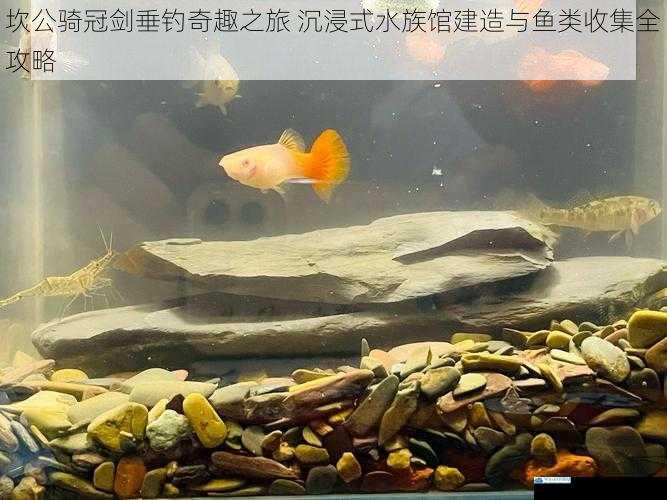 坎公骑冠剑垂钓奇趣之旅 沉浸式水族馆建造与鱼类收集全攻略
