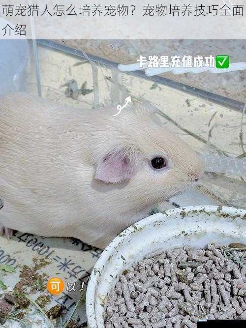 萌宠猎人怎么培养宠物?宠物培养技巧全面介绍