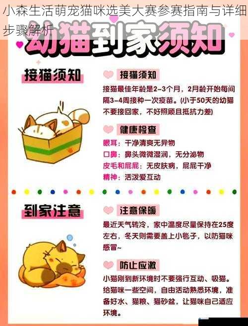 小森生活萌宠猫咪选美大赛参赛指南与详细步骤解析