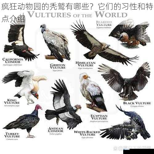 疯狂动物园的秃鹫有哪些?它们的习性和特点介绍