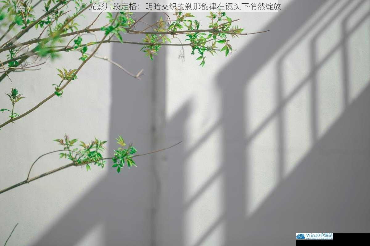 光影片段定格:明暗交织的刹那韵律在镜头下悄然绽放
