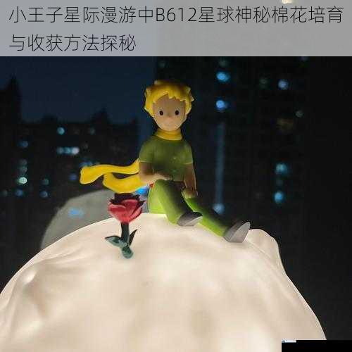 小王子星际漫游中B612星球神秘棉花培育与收获方法探秘