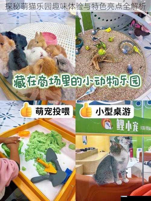 探秘萌猫乐园趣味体验与特色亮点全解析