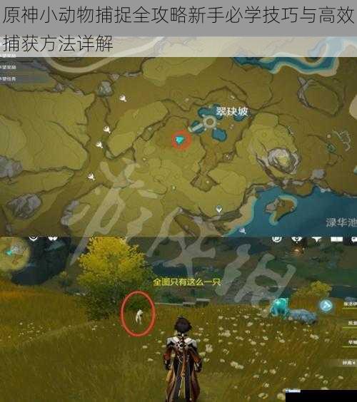原神小动物捕捉全攻略新手必学技巧与高效捕获方法详解