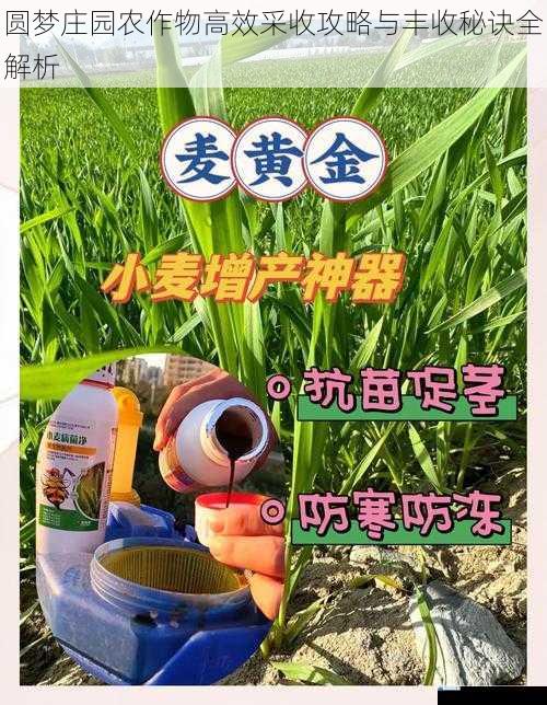 圆梦庄园农作物高效采收攻略与丰收秘诀全解析