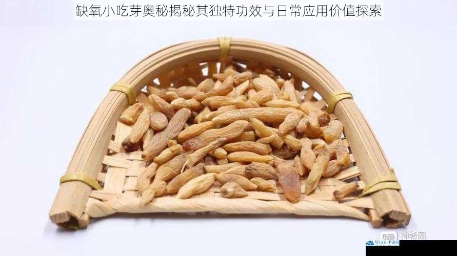 缺氧小吃芽奥秘揭秘其独特功效与日常应用价值探索
