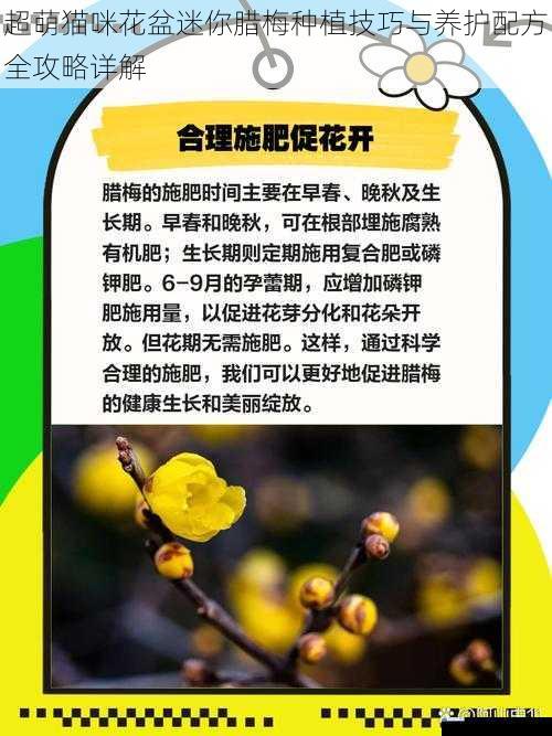 超萌猫咪花盆迷你腊梅种植技巧与养护配方全攻略详解